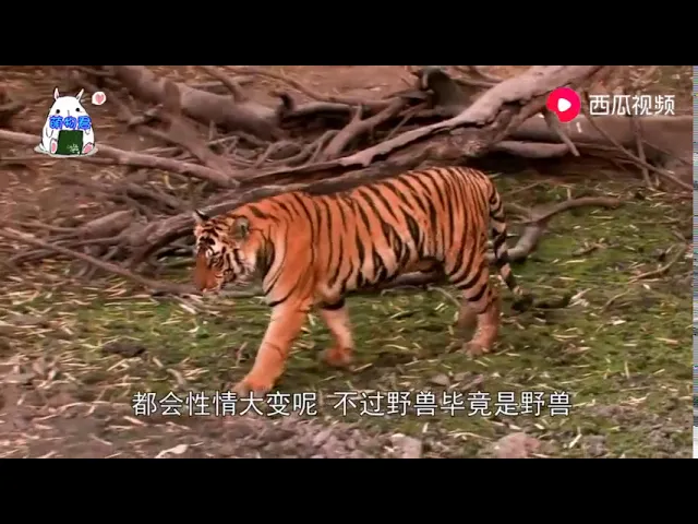 男子养了老虎当宠物,每天叫主人起床,网友: 也是个拆家的主
